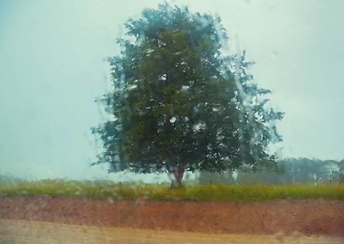 Tree In The Field Through