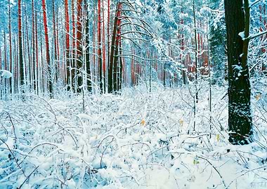 Pine Forest In Winter