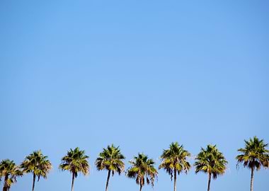 Tropical Palm Trees Row