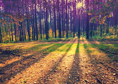 Pine Forest In The Morning