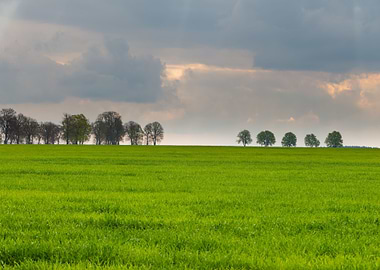 Young Green Cereal Field
