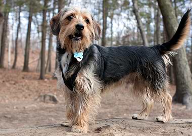 Borkie Dog In The Woods