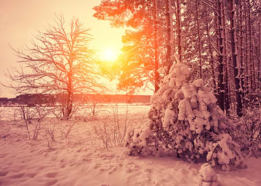Winter Forest At Sunset