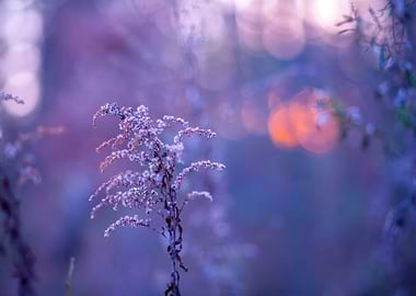 Autumn Landscape At Purple