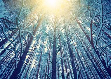 Vintage Frame From Tall Tr