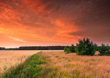 Sunset Over Grain Field