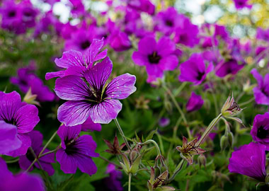 Purple Wild Flowers