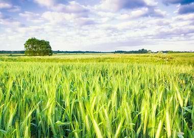 Sunset Over Cereal Field I