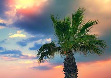 Palm Tree Against Dramatic
