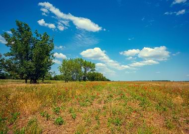 Uncultivated Field With Tr