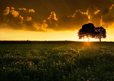 Trees And Sunset On Field