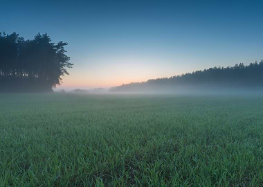 Young Green Cereal Field