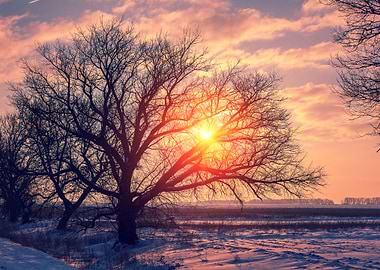 Winter Rural Landscape At