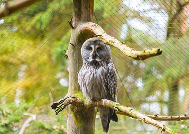 Beautiful Owl Portrait