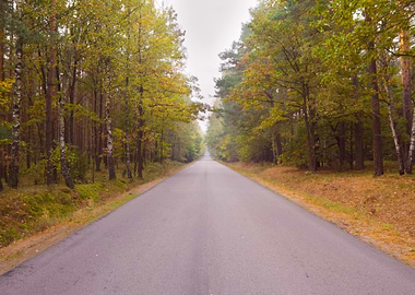 Asphalt Road In Landscape
