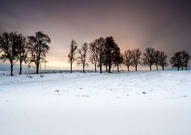 Winter Field Sunset
