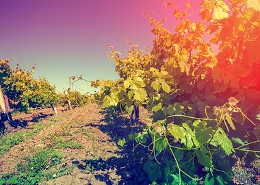 Vineyard At Sunset