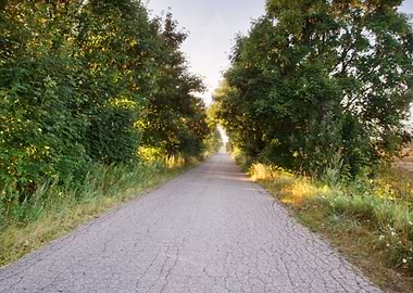 Asphalt Road In Landscape