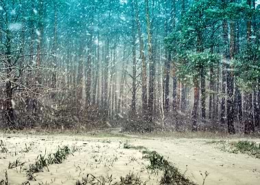 First Snow In The Pine For