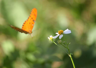 butterfly with flower