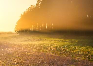 Foggy Morning Meadow