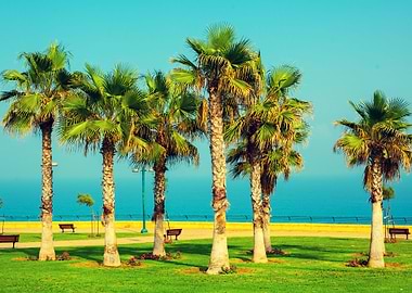 Palm Trees On The Embankme