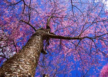 Sakura Tree On Blue Sky