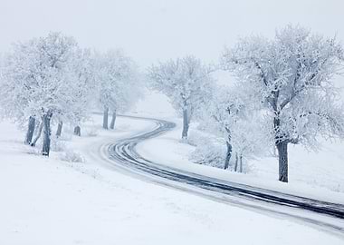 Snowy Winter Road Trees Wi
