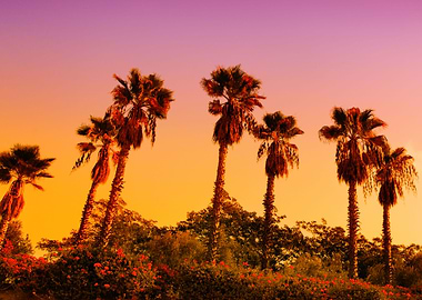 Palm Trees At Sunset