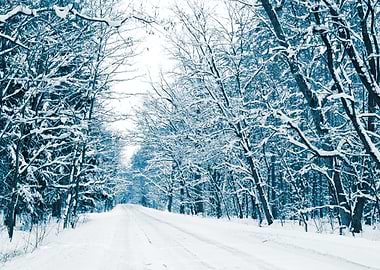 The Road In The Winter For