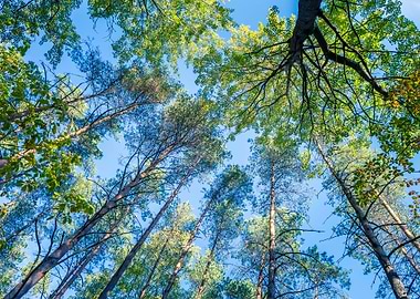 Autumnal Forest From Below