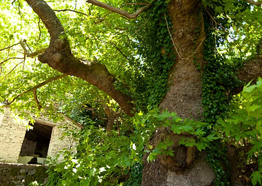 Old Tree On Samos