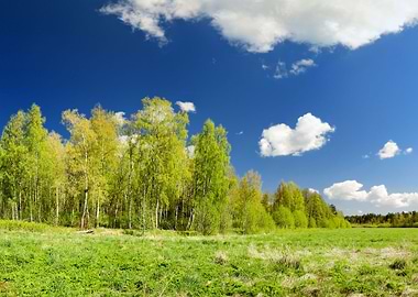 Classical Meadow And Fores