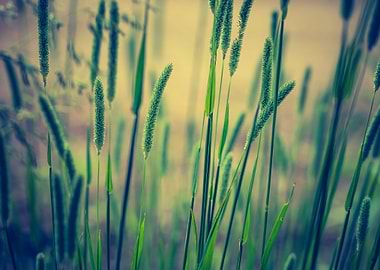 Vintage Photo Of Grass Ear