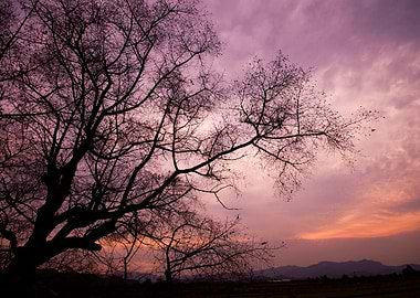 Silhouette Of A Willow Tre