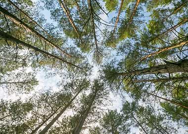 Beautiful Pine Forest Bel