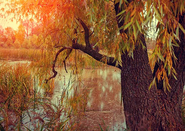 Misty Autumn Landscape At