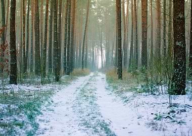 Road In Winter Pine Forest