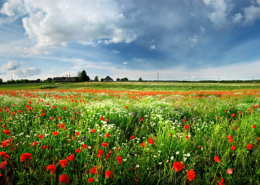 A Poppy Field And A Countr
