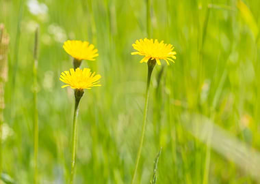 Wild Yellow Springtime Flo