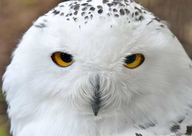 White Polar Owl Sitting On