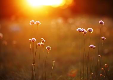 Stunning Backgrounds