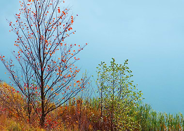 Trees At The Lake Backgrou