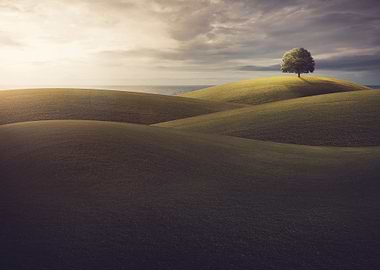 Single Tree With Hills