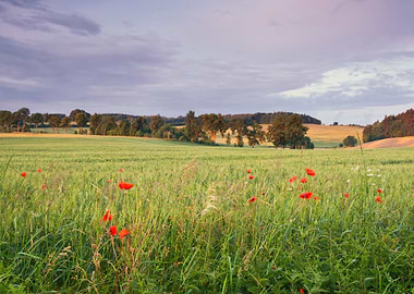 Corn Field With Poppies