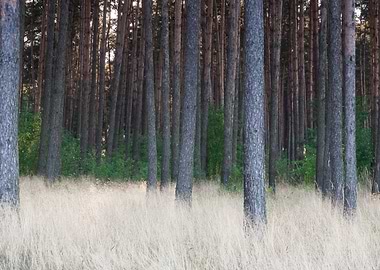 Grassy Pine Forest