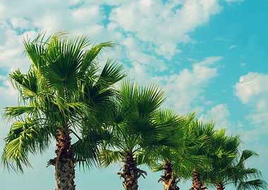 Palm Trees Row Against Sky