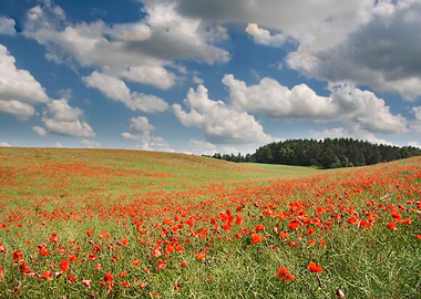 Red PoppyS Field Under Blu