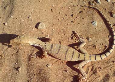 Monitor Lizard On Sand