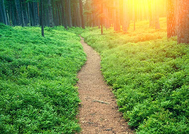 Path Among Bushes Of Blueb